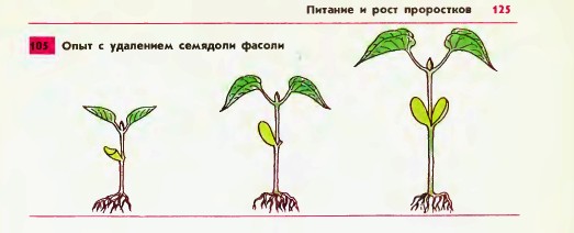 Питание и рост проростков