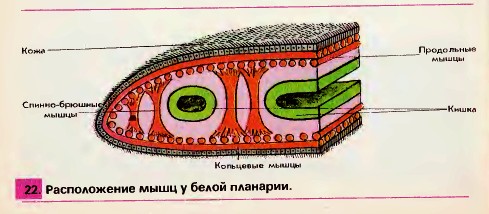 Мышцы у  белой планарии