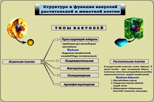 Структура та функція вакуолі рослинної та тваринної клітин