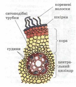 Мал. 40. Внутрішня будова кореня.jpg