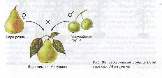 Методы селекции растений