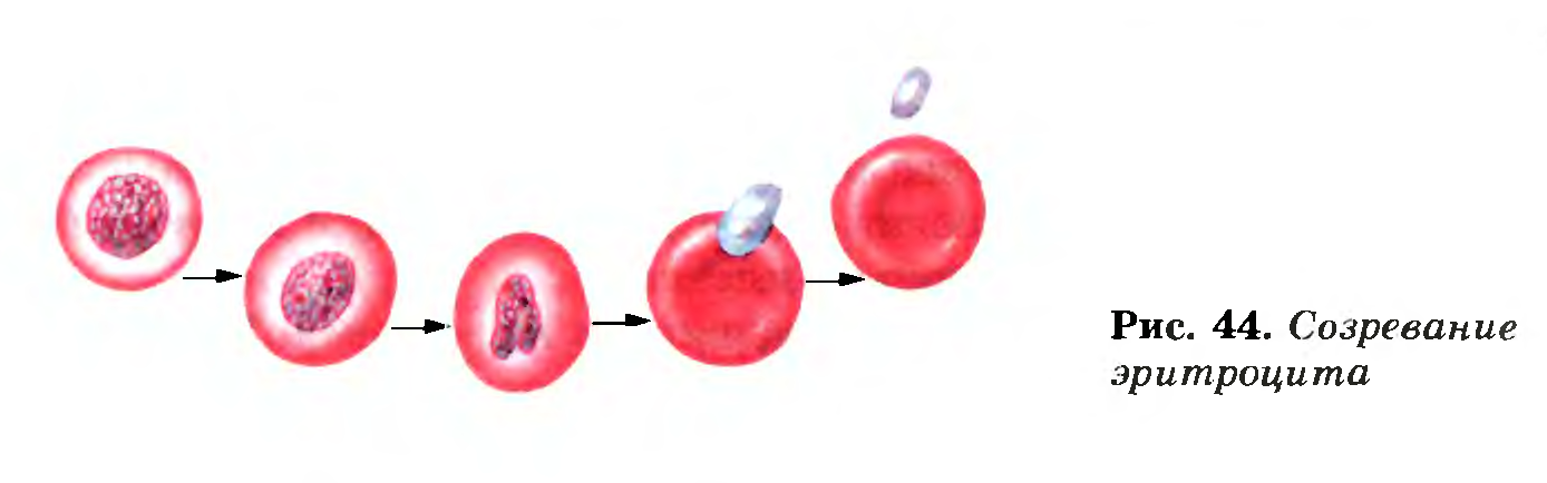 Созревание эритроцита