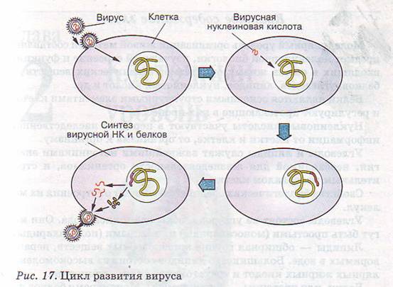 Цикл развития вируса