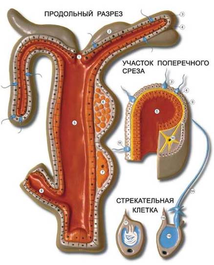 Будова гідри.