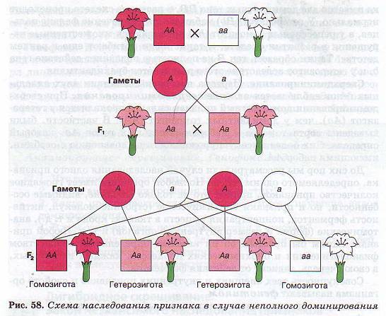 Неполное доминирование