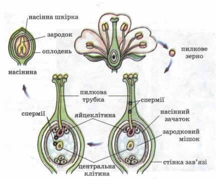 Подвійне запліднення у квіткових рослин. фото