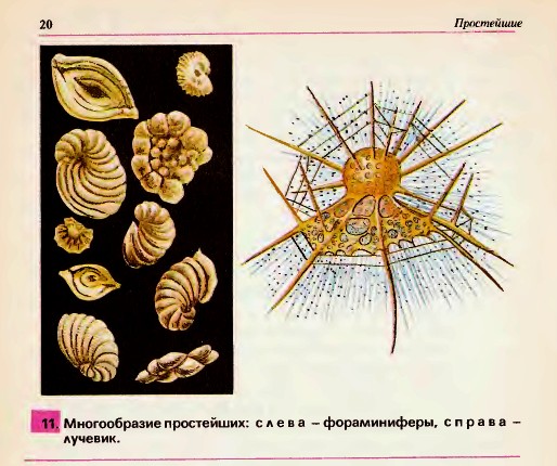 Многообразие, значение и общие черты простейших