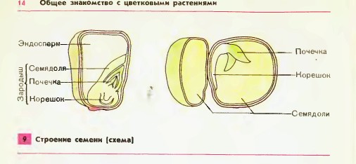 Строение семени