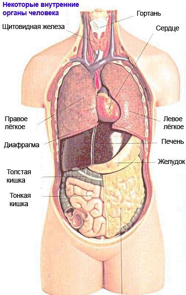 органы человека