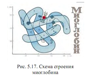 миоглобин