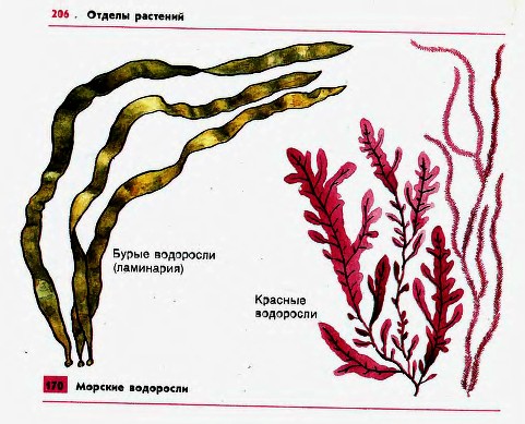 Морские бурые и красные водоросли