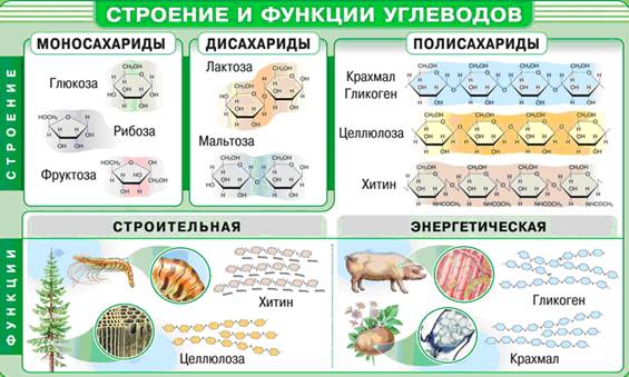 Будова, види і функції вуглеводів