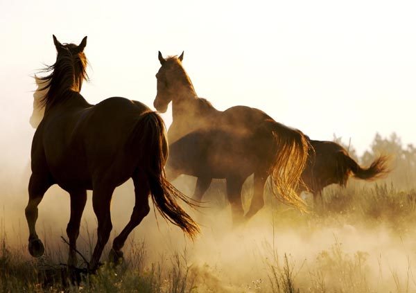 Chevaux galop fran11.jpg