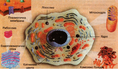 Будова клітини