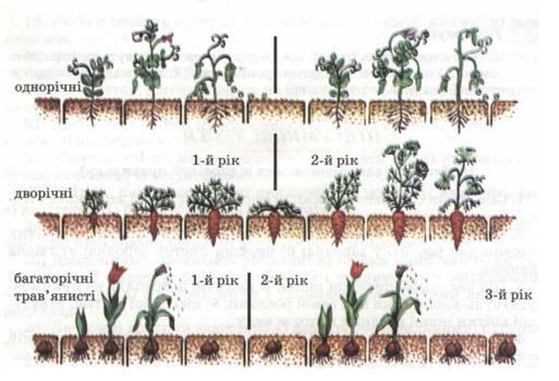 Розвиток одно-, дво- та багаторічних рослин. фото