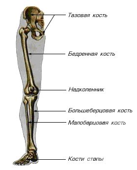 скелет