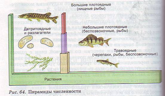 Пирамиды численности