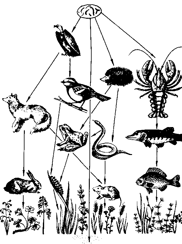 Image87.gif