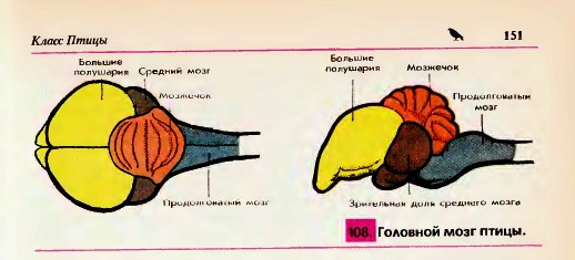 Головной мозг птицы