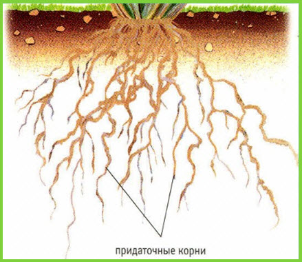 Зовнішня будова кореня однодольних