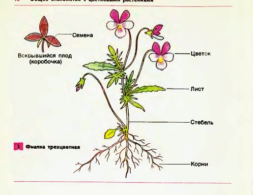 Органы растения