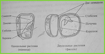 Насіння однодольних та дводольних