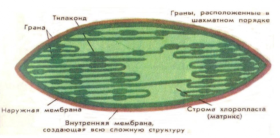 Хлоропласт