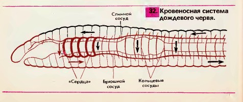 Кровеносная система