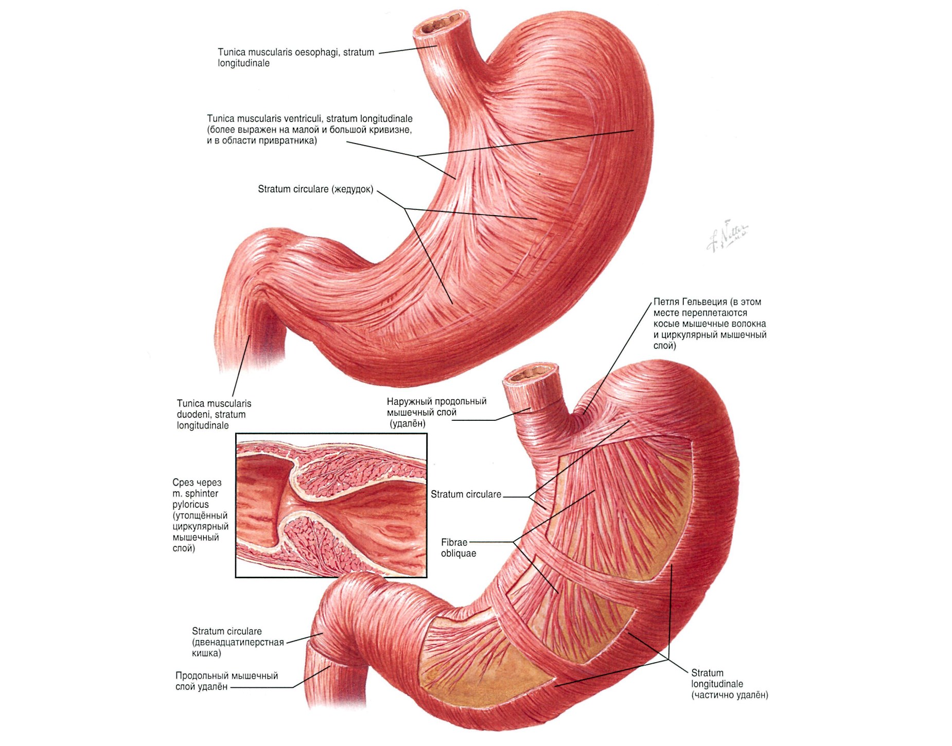 мышечная оболочка желудка. фото