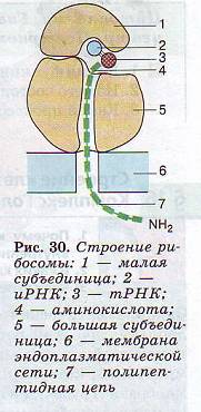 Рыбосомы