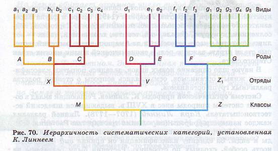 Принцип соподчиненности систематических категорий