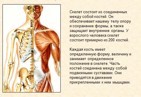 функции пассивной части