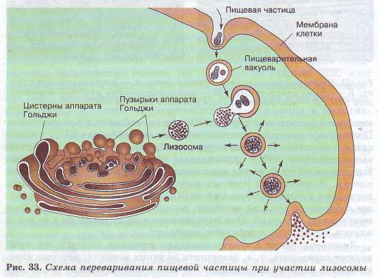 Переваривание пищевой частицы