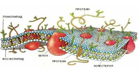 Bio10 15 5.jpg