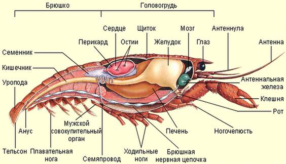 Будова рака.