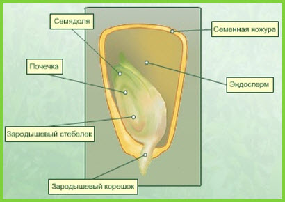 Будова насінини однодольних