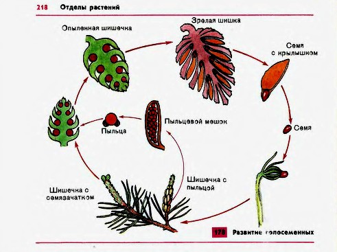 Развитие голосеменных