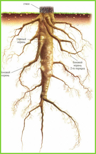 Зовнішня будова кореня дводольних