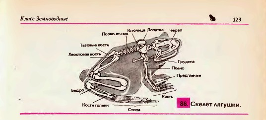 Скелет лягушки