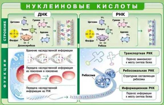 Нуклеїнові кислоти (будова і функції)