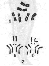 Каріотип  традесканції (1) та дрозофіли (2)