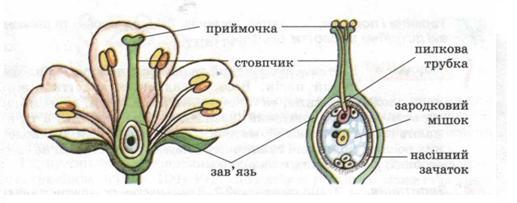 Будова маточки. фото