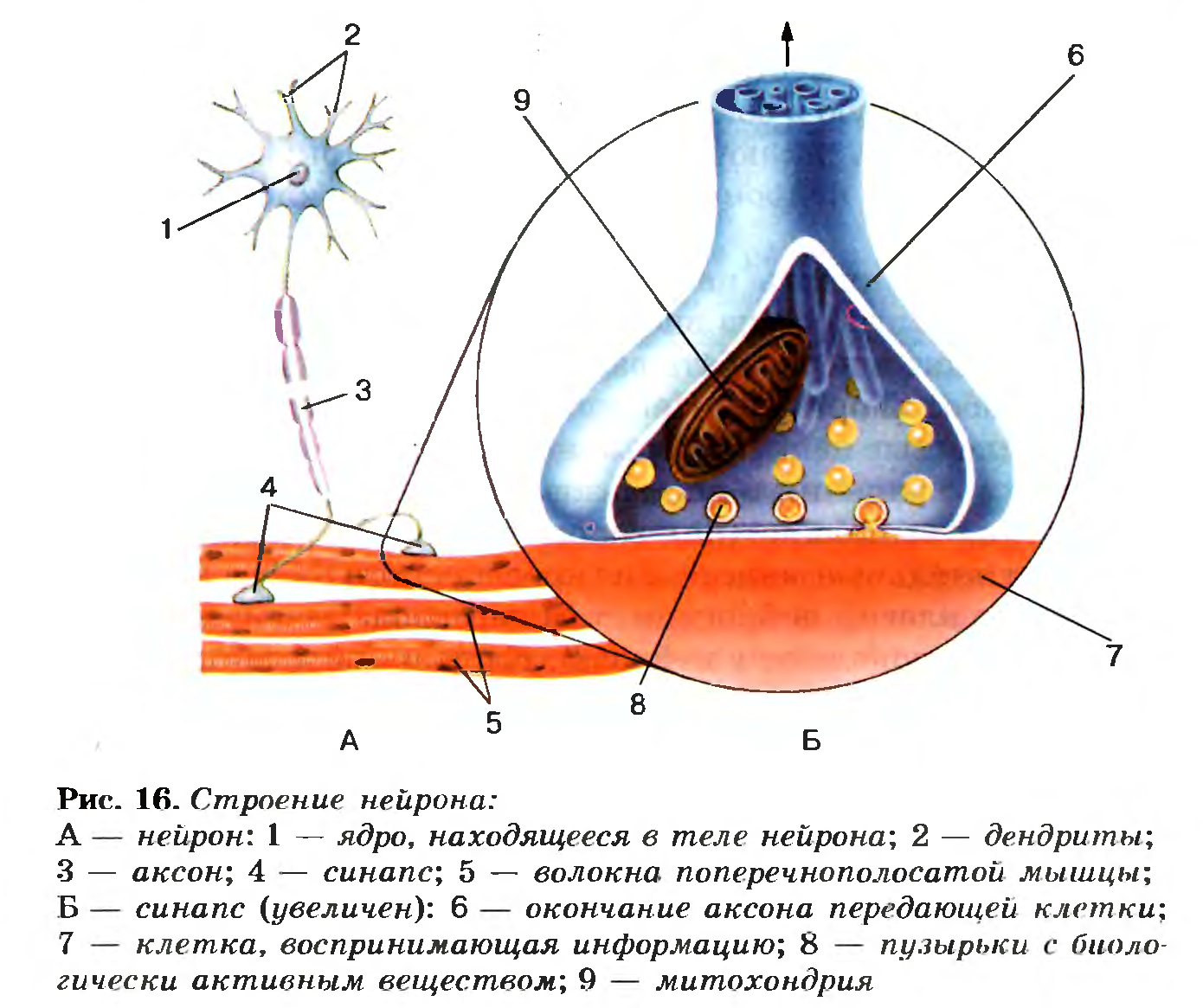 Строение нейрона