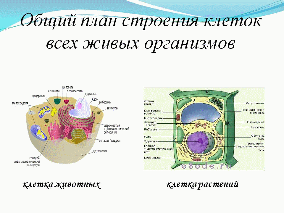 клетка живого олрганизма