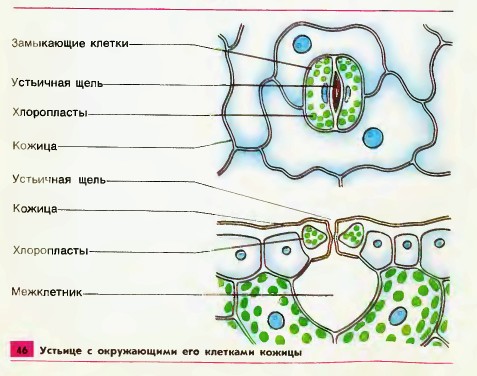 Клеточное строение листовой пластинки