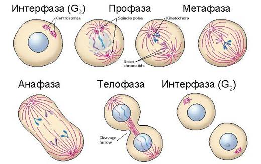 Мітоз і фази мітоза.