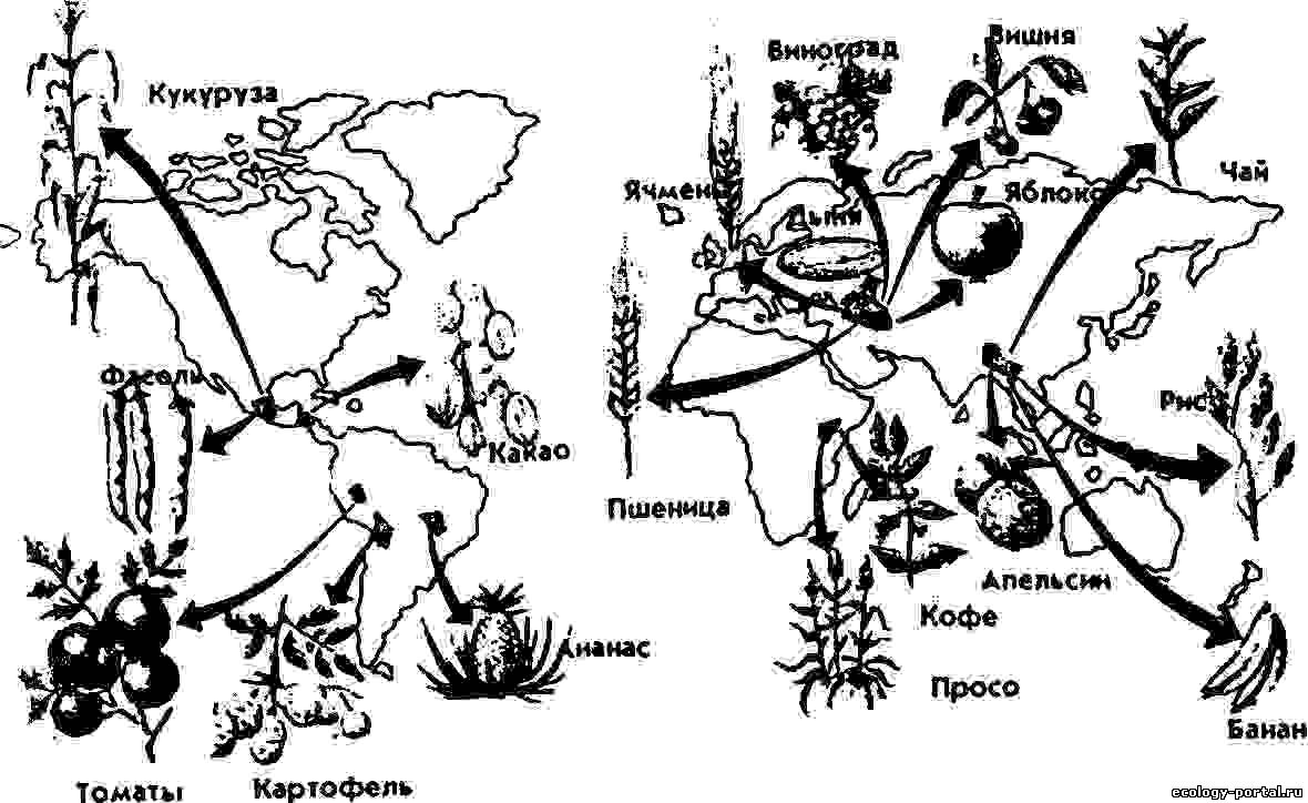 Рис. 99. Центры происхождения культурных растений