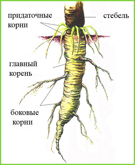 Будова кореня