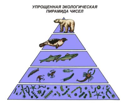 Пирамида продукции и поток энергии в экосистемах