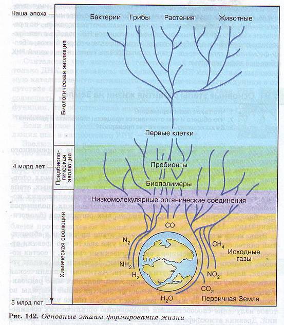 Основные этапы развития жизни